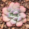 pinksucculent